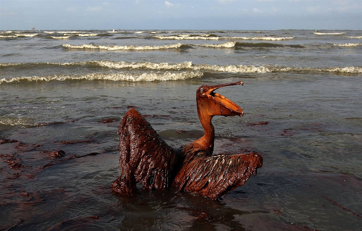 BP-Gulf-oil-spill-courtesy-by-katysexposure.files_.wordpress.com_
