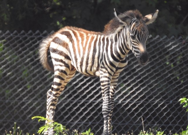 zebra-baby