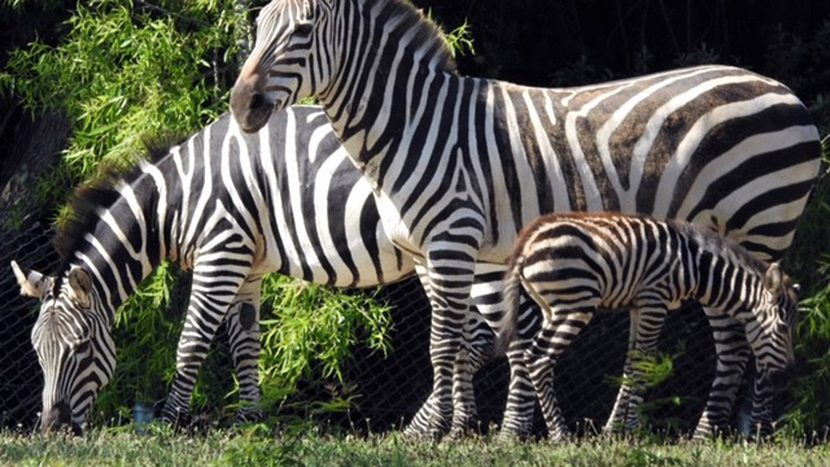 zebra mom dad and babyA