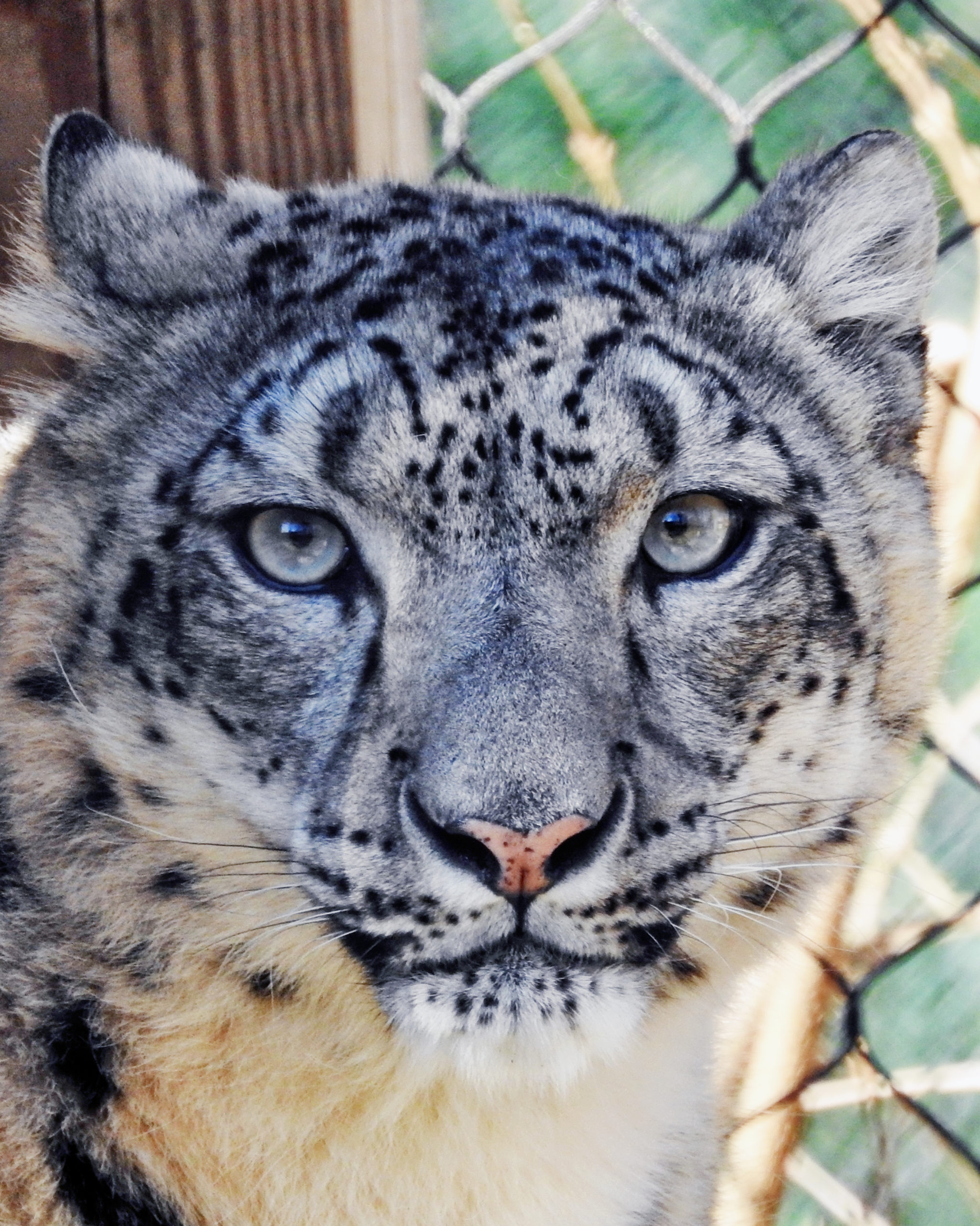 Zoo-Snow-Leopard-Maliha-Female